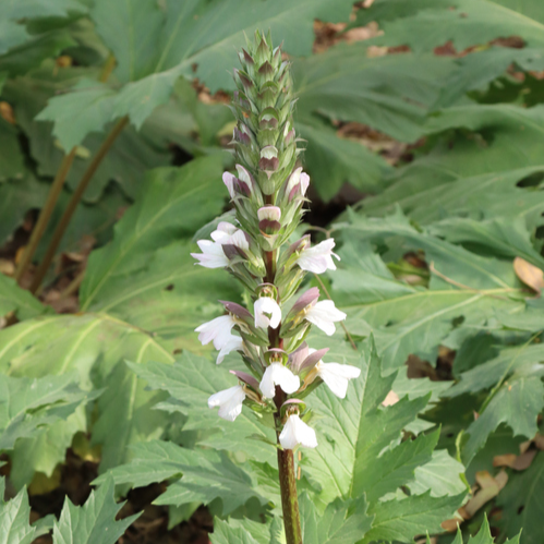 Graines d'Acanthus Mollis en vrac
