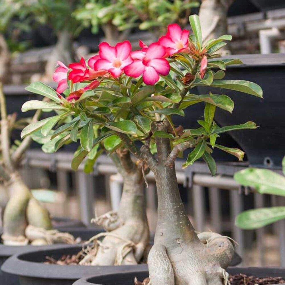 Graines fraîches Rose du Désert Adenium Obesum MIX de couleurs x 20