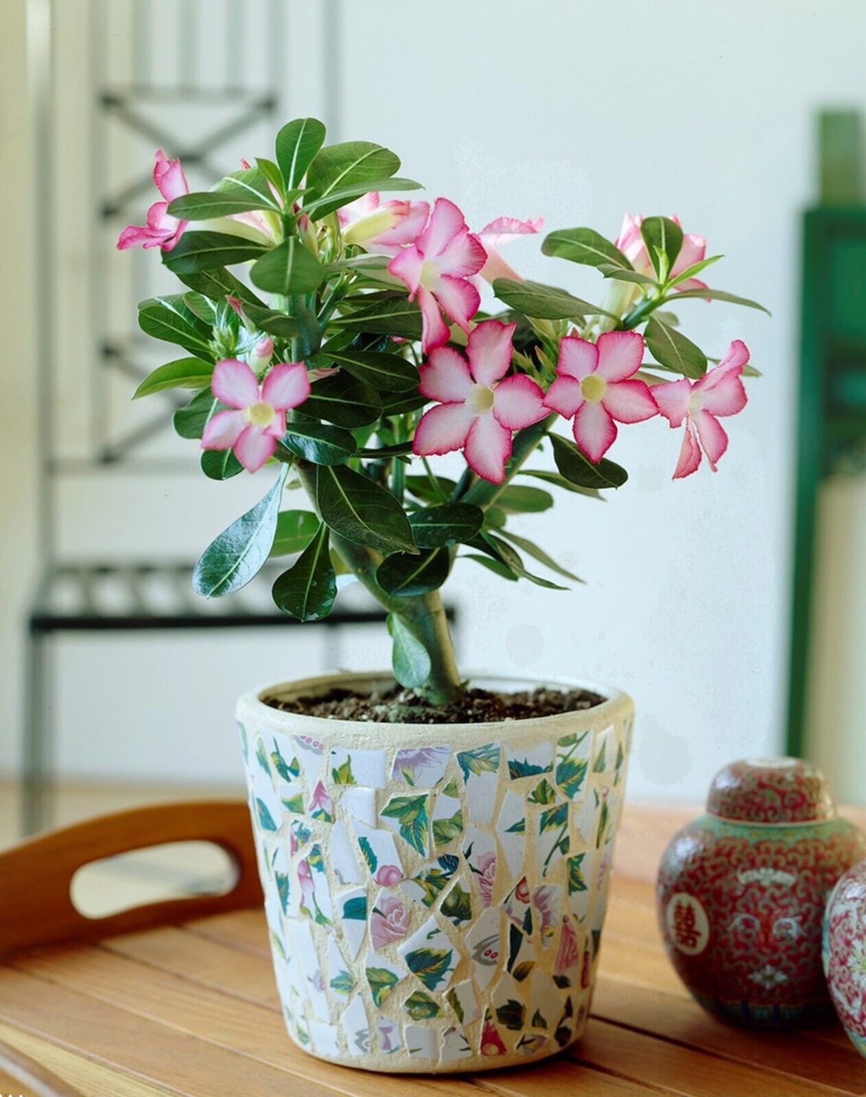 Graines fraîches Rose du Désert Adenium Obesum MIX de couleurs x 20