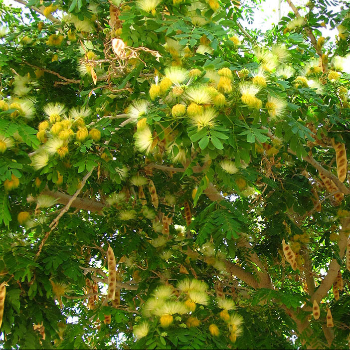 Fleurs sur une branche d'Albizia Lebbeck