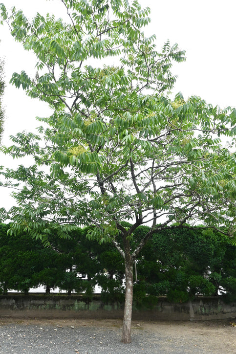 arbre entier de sapindus mukorossi