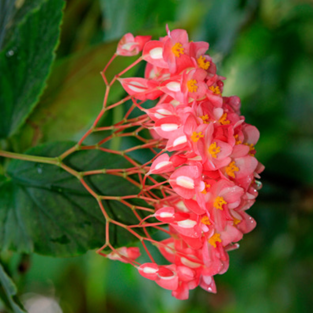 fleurs de sapindus mukorossi