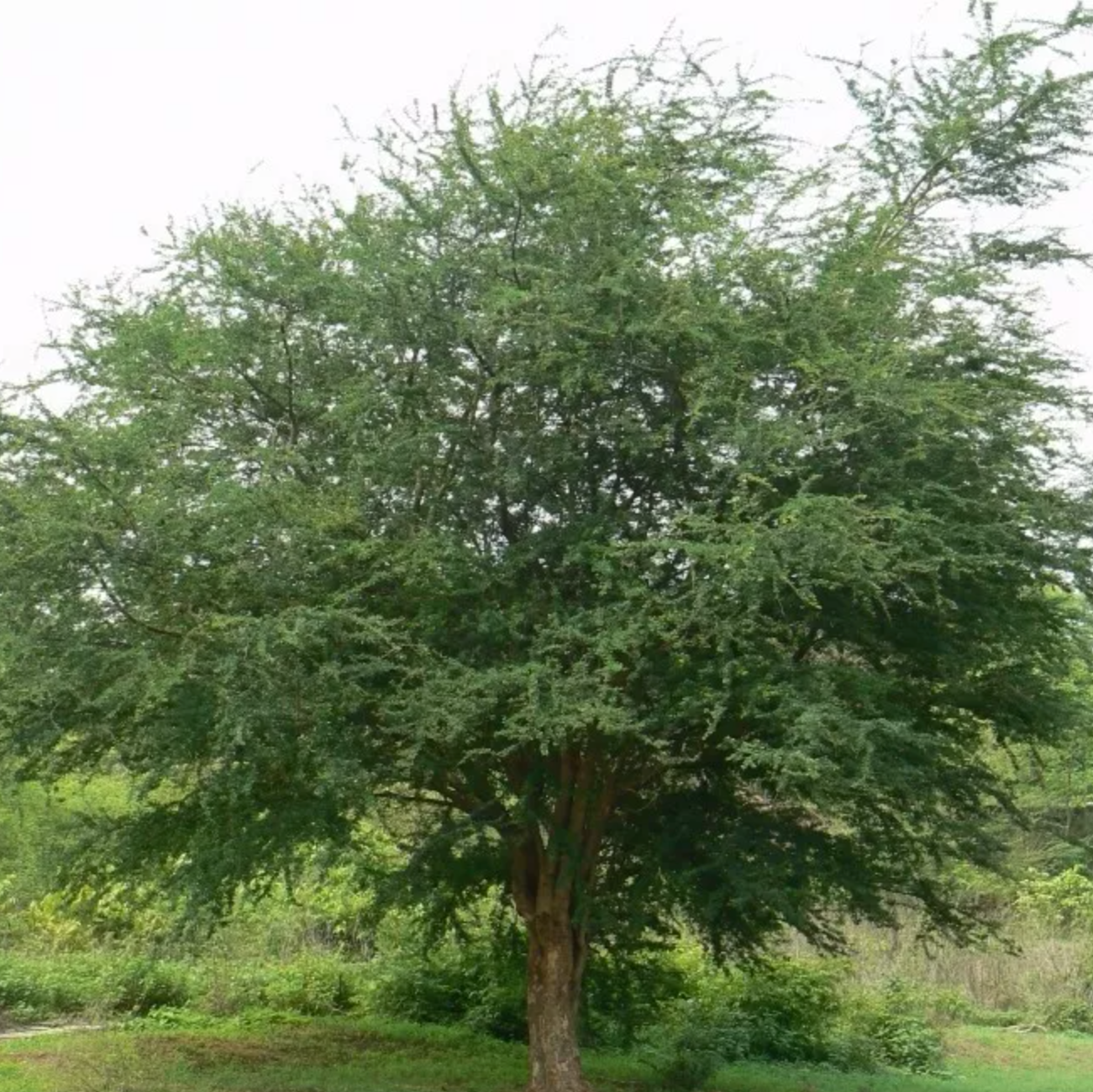 arbre pithecellobium dulce
