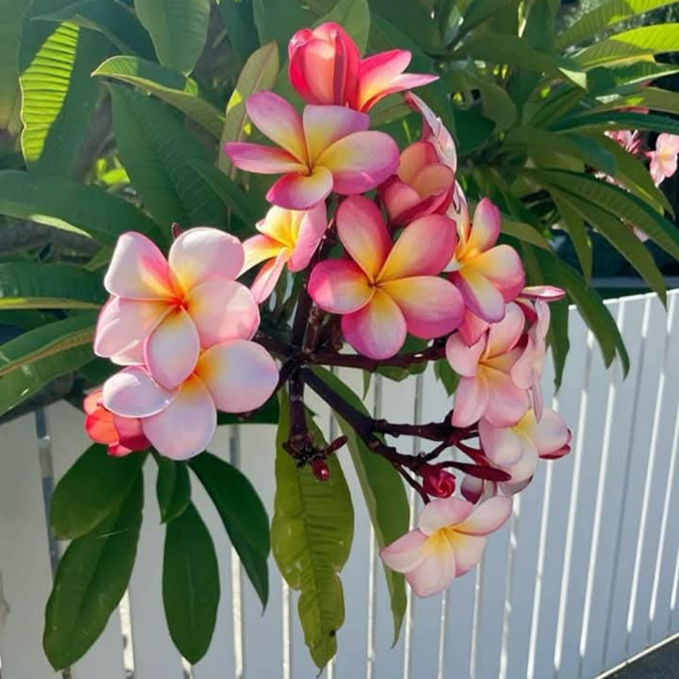 Graines fraîches de PLUMERIA RUBRA - FRANGIPANIER x 10
