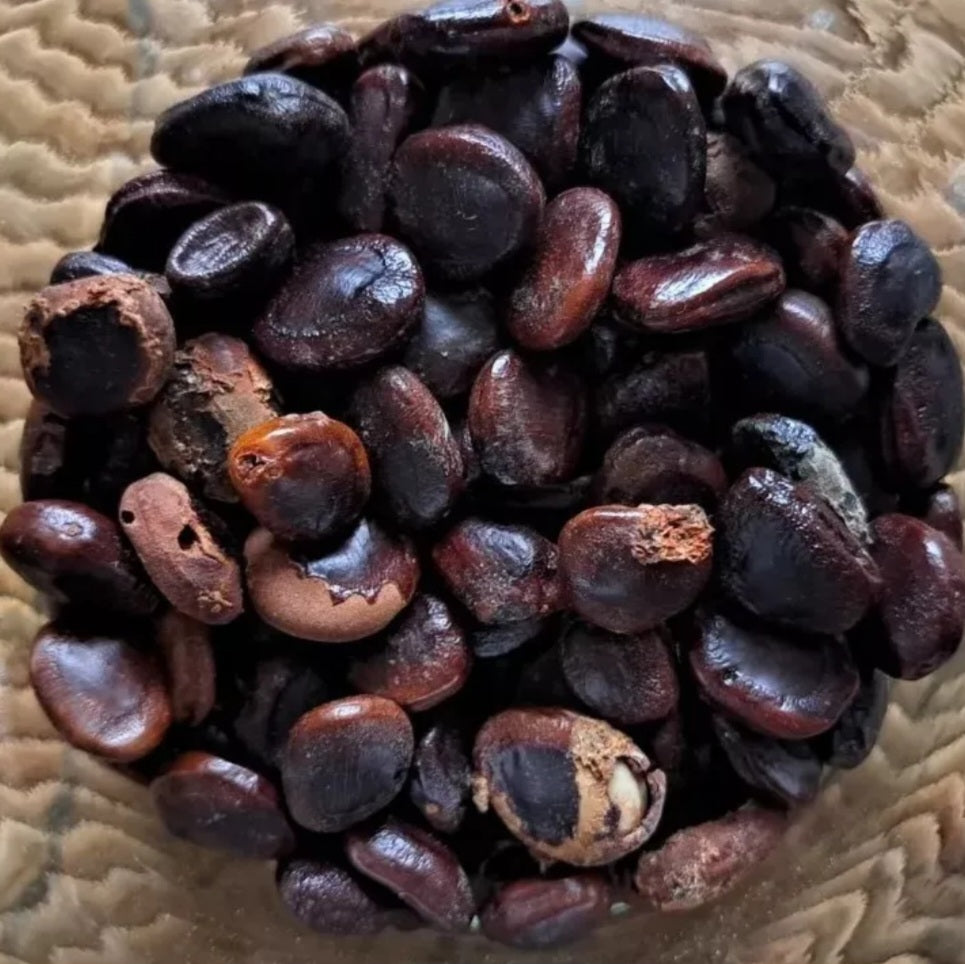 Graines de Tamarindus Indica - Tamarinier x 10