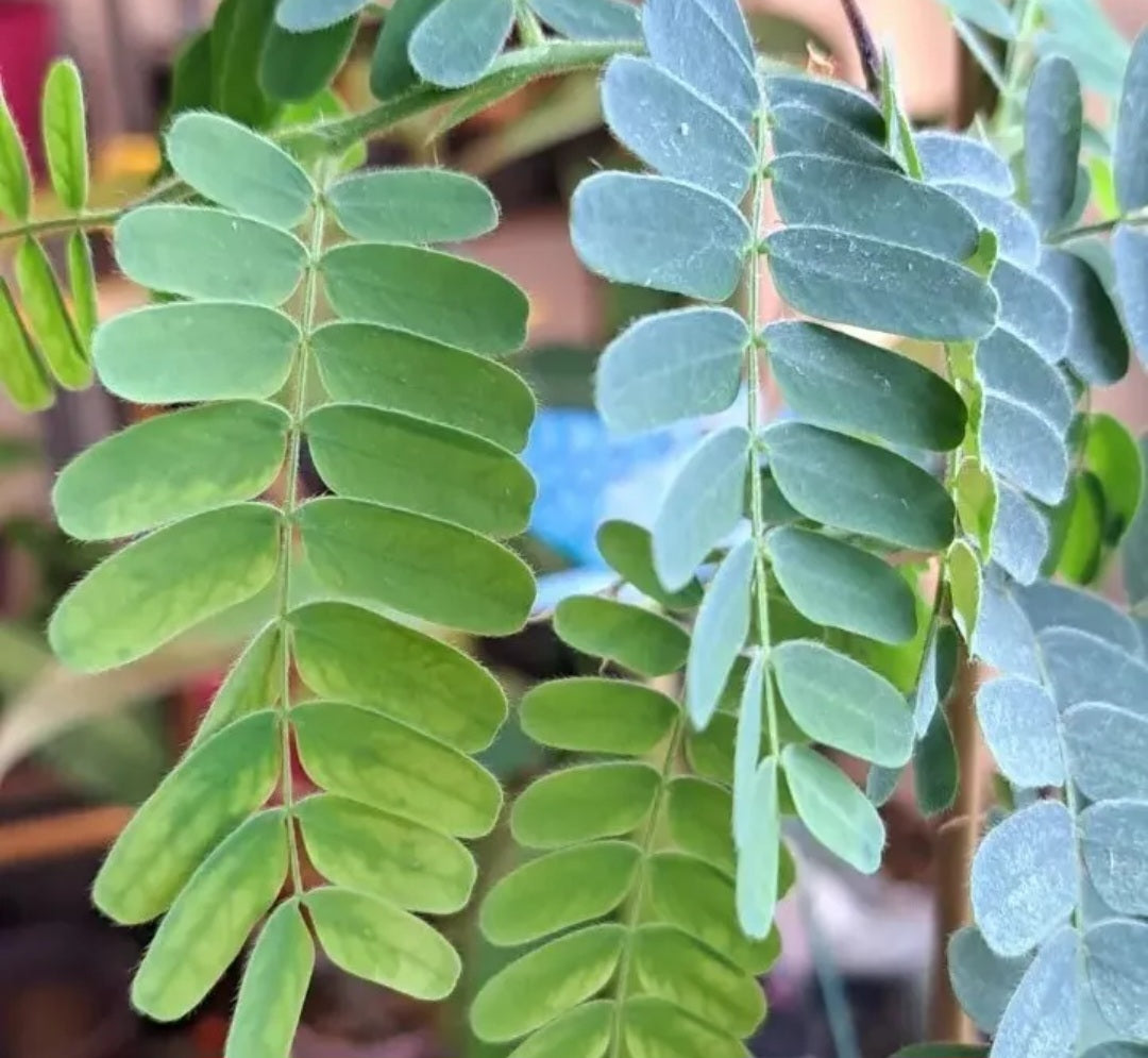 Graines de Tamarindus Indica - Tamarinier x 10
