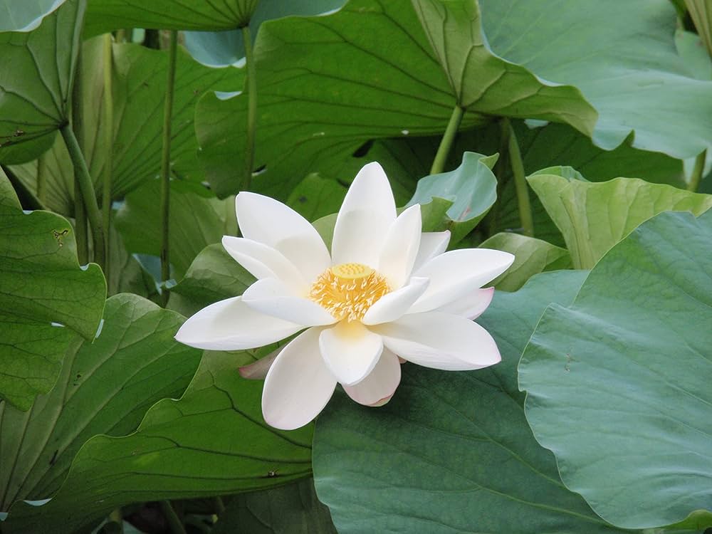 Graines fraîches de LOTUS Sacré Nelumbo Nucifera blanc