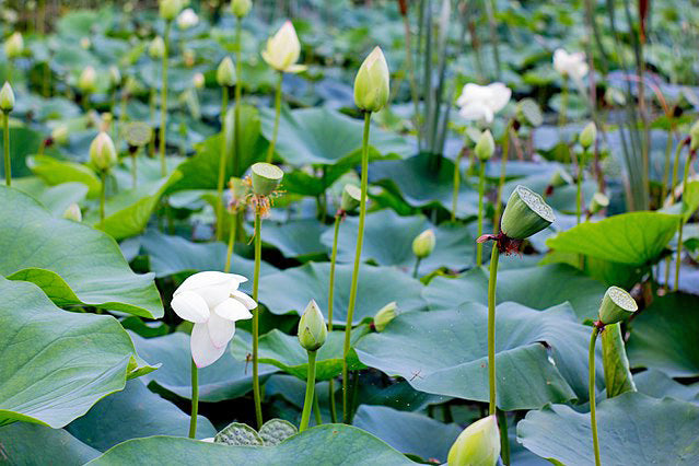 Graines fraîches de LOTUS Sacré Nelumbo Nucifera blanc