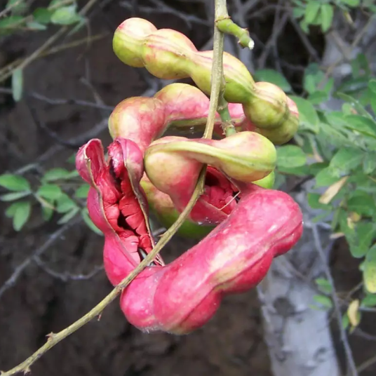 pithecellobium dulce graines et fruit