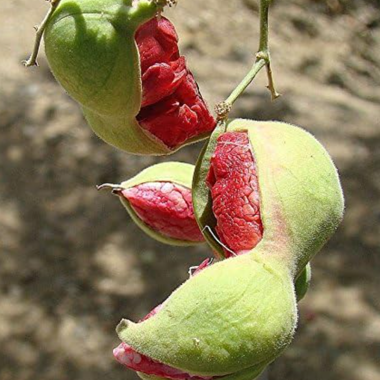 fruit du pithecellobium dulce