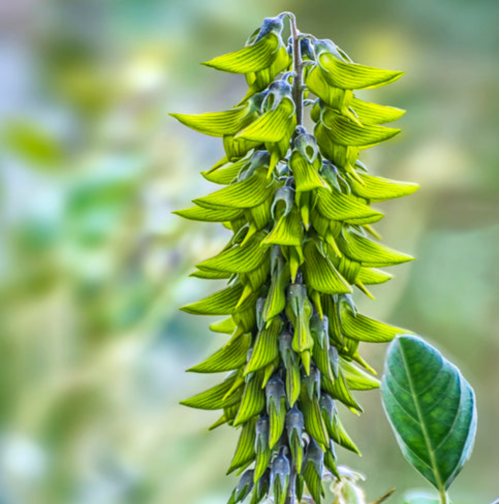 20 graines de Crotalaria Cunninghamii - Fleurs d'Oiseau Royal
