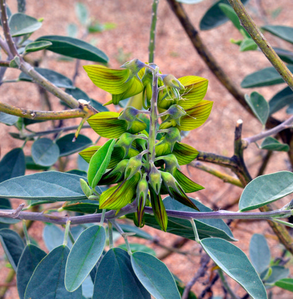 20 graines de Crotalaria Cunninghamii - Fleurs d'Oiseau Royal
