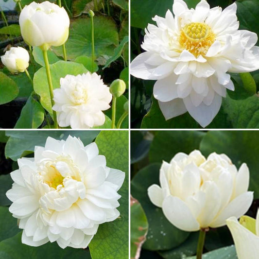Graines fraîches de LOTUS Sacré Nelumbo Nucifera blanc