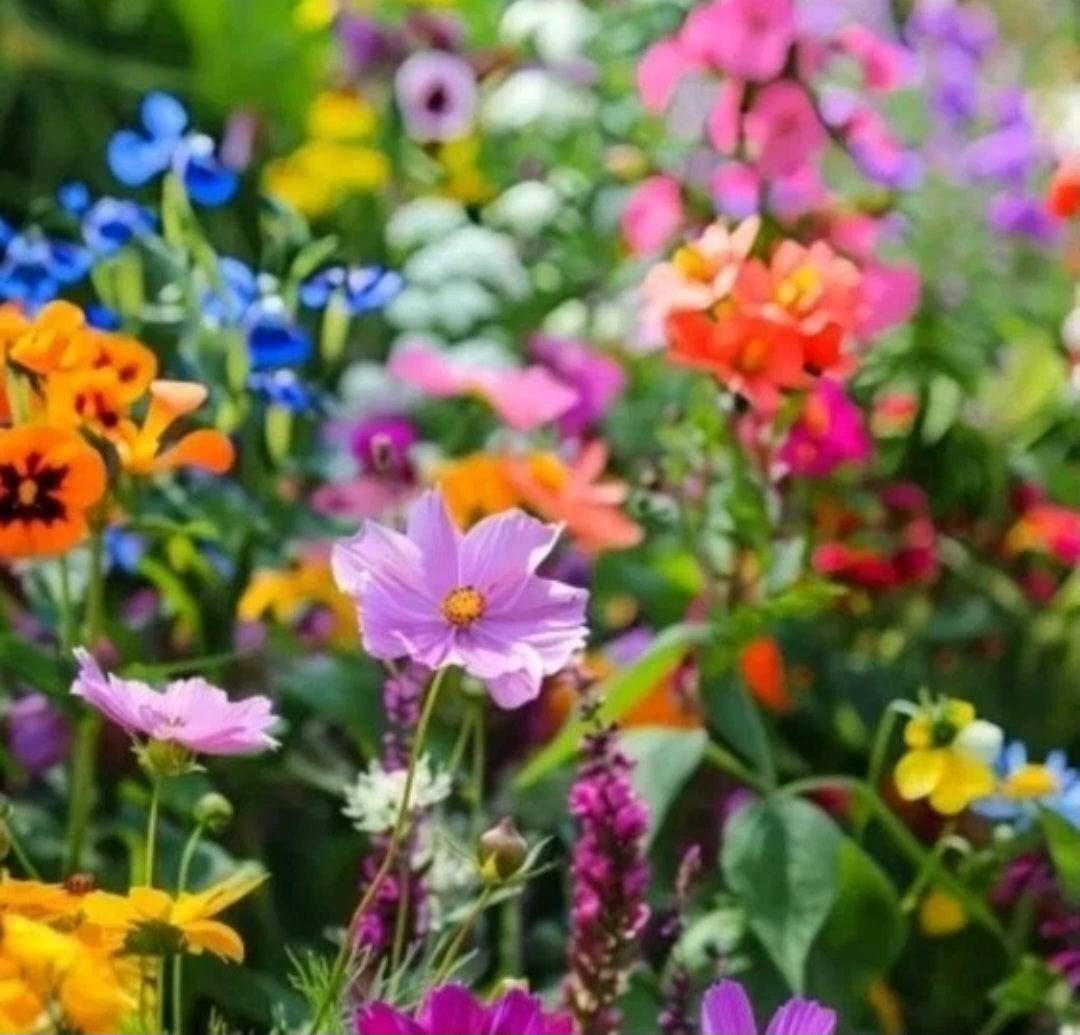 Mélange de graines pour Abeilles et Papillons