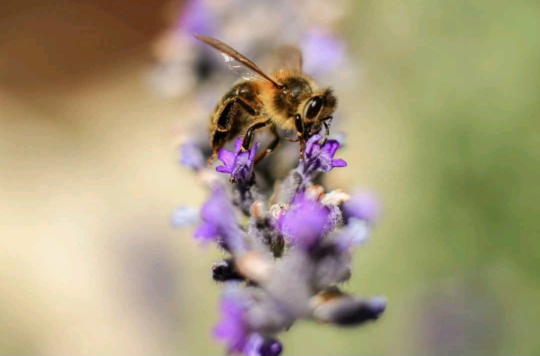 Mélange de graines pour Abeilles et Papillons
