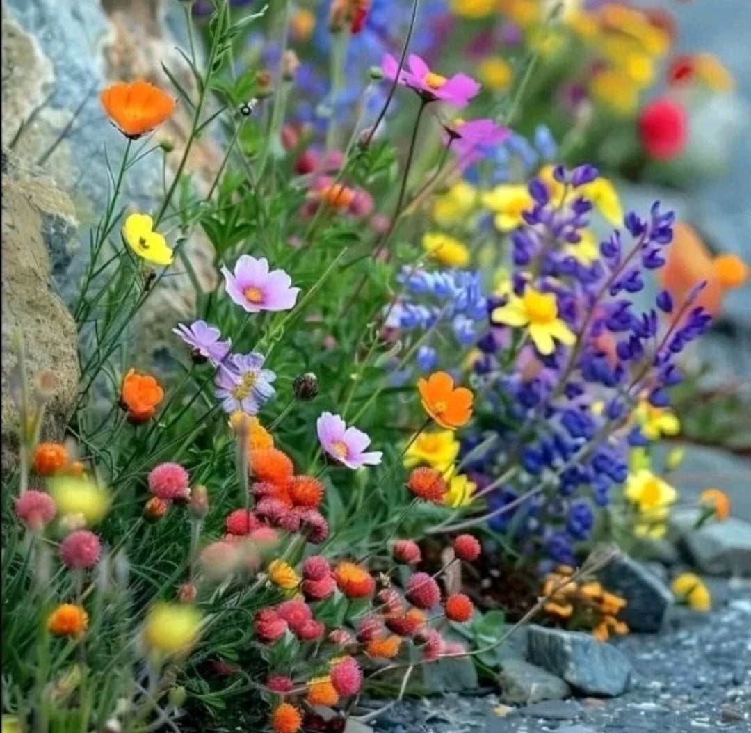 Mélange de graines pour Abeilles et Papillons