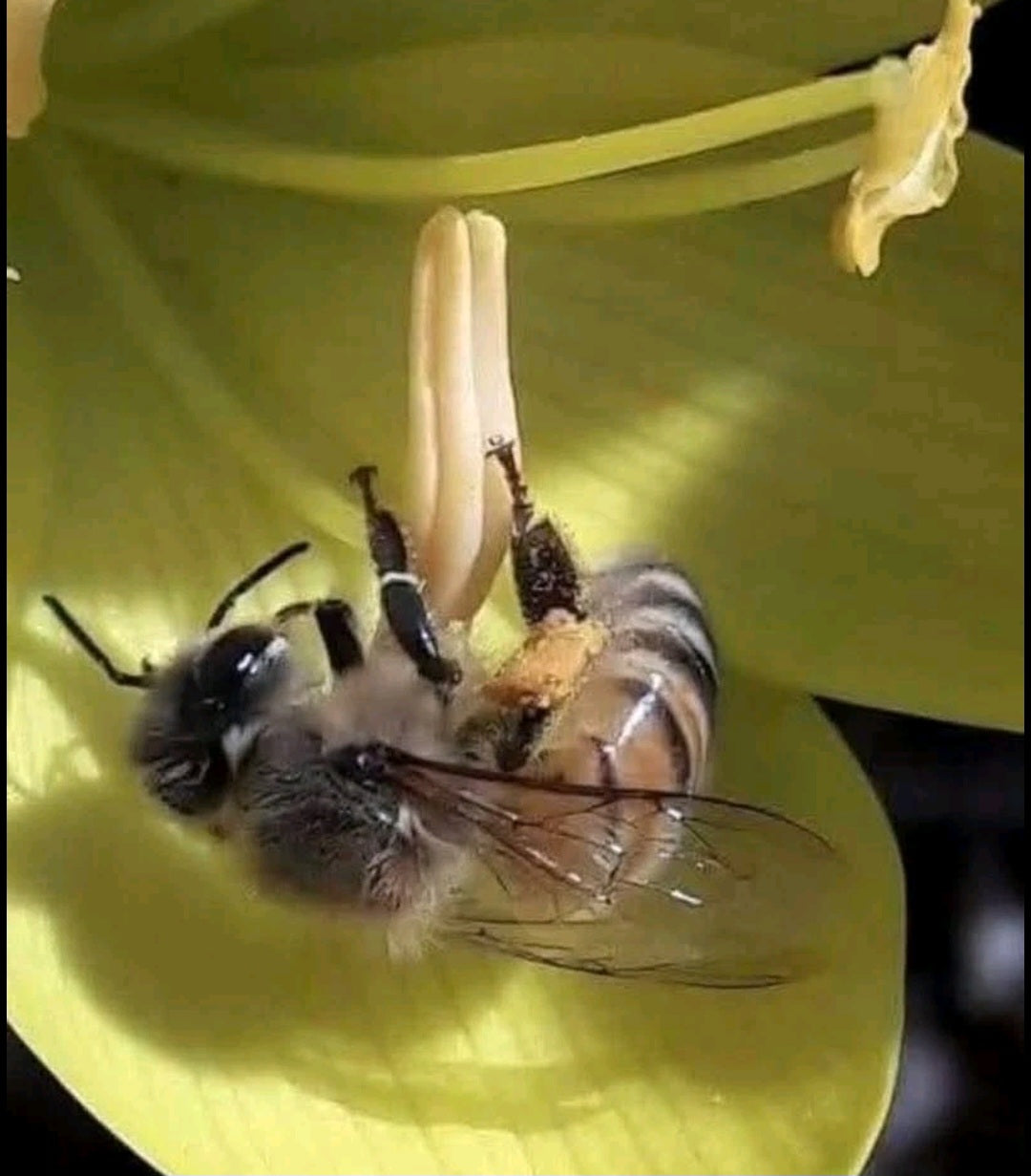 Mélange de graines pour Abeilles et Papillons