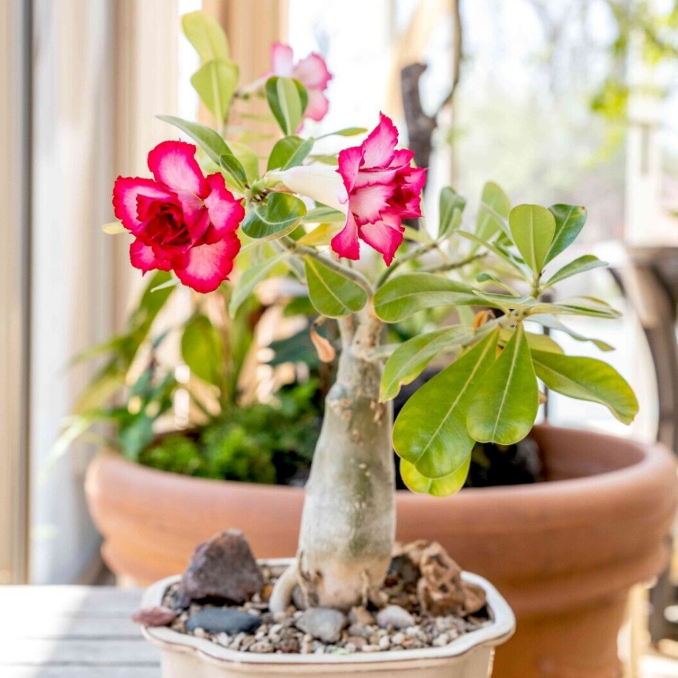 Graines fraîches  Rose du Désert Adenium Obesum MIX de couleurs x 20