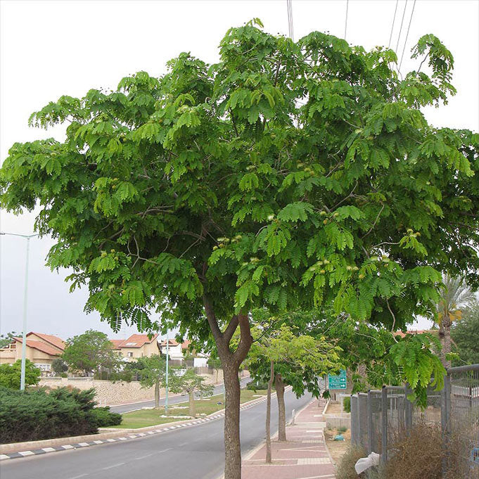 Arbre d'Albizia Lebbeck en bord de route près d'habitations