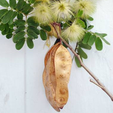 Plusieurs gousses et fleurs d'Albizia Lebbeck sur une branche