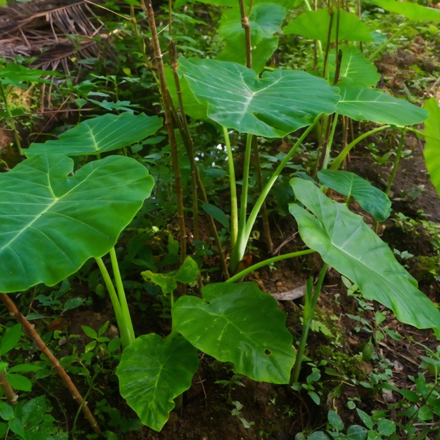 alocasia brisbanensis lot de graines