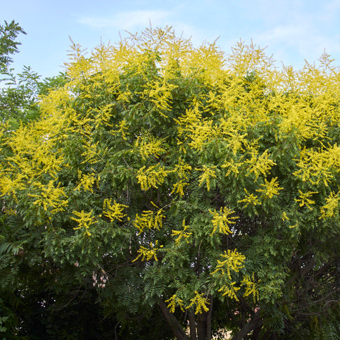 arbre à lanternes ou savonnier ou Koelreuteria Paniculata