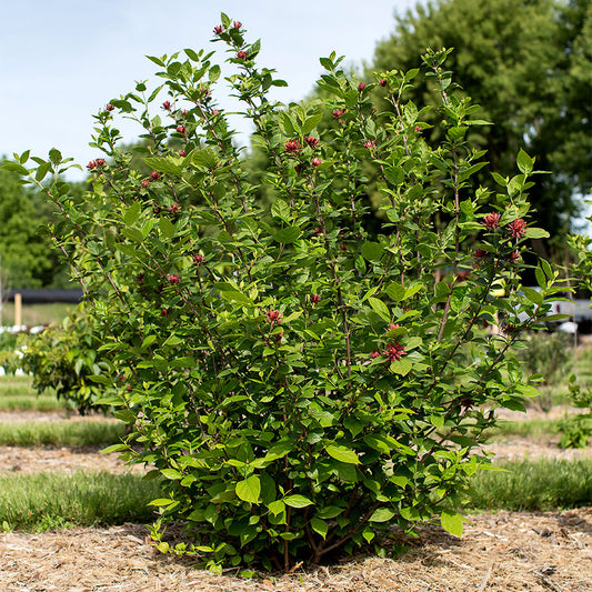 graines de calycanthus floridus arbuste