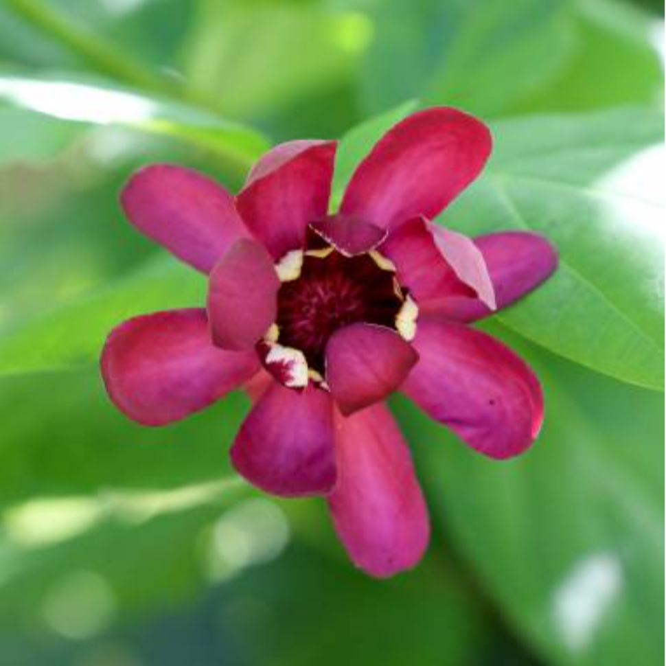fleur de calycanthus floridus