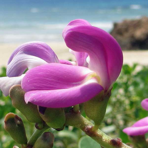 Fleur de Canavalia Rosea
