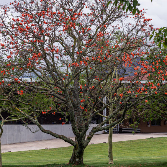 graines calycanthus floridus graines en vrac