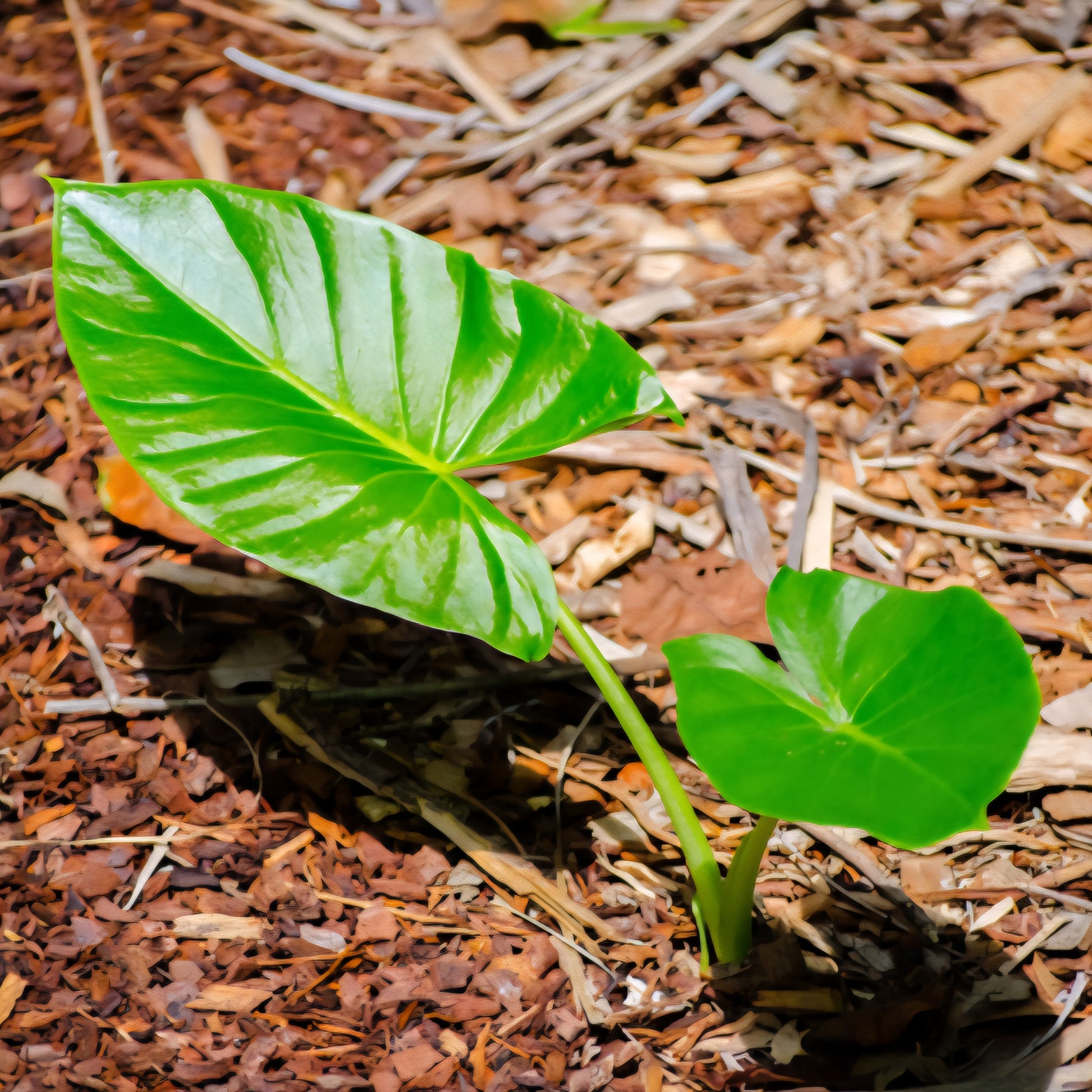 lot de graines d'alocasia brisbanensis