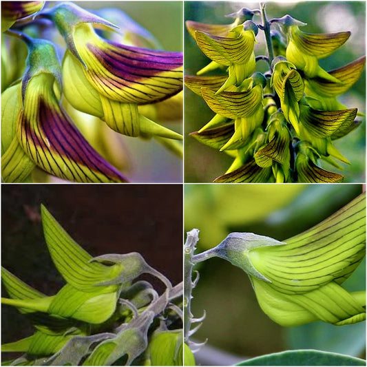 Lot de graines germées de crotalaria cunninghamii avec ou sans pots
