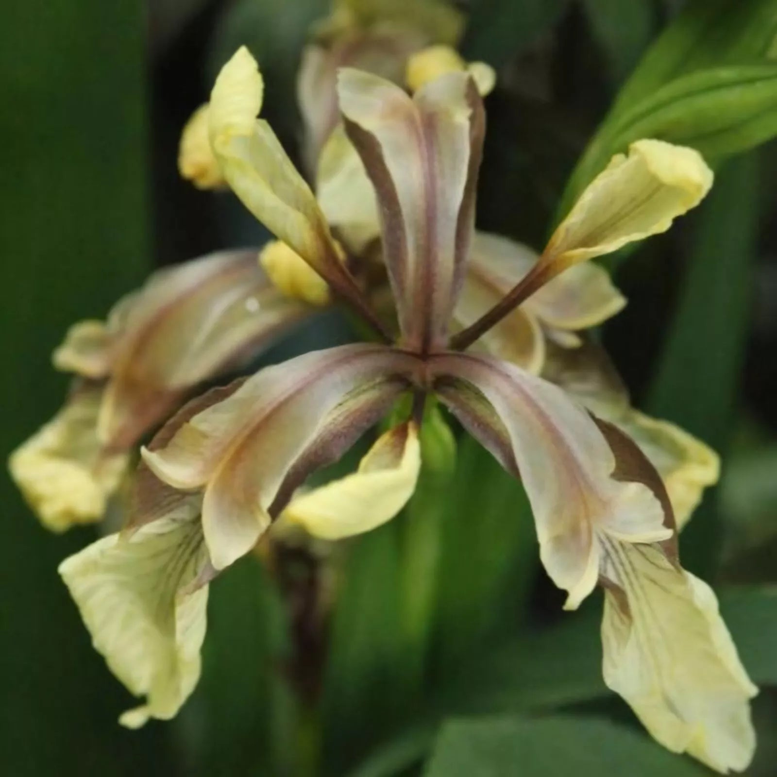 Graines d'iris jaune rare