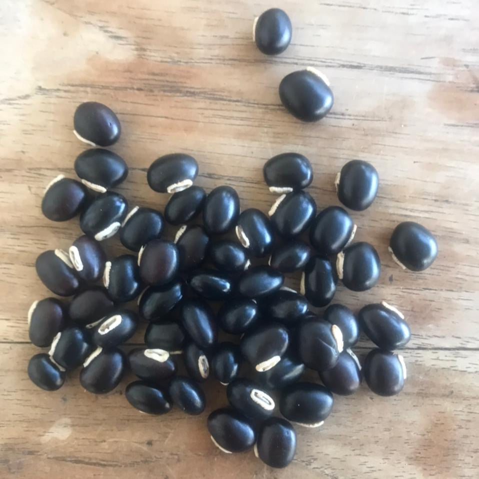 Graines de Mucuna Pruriens