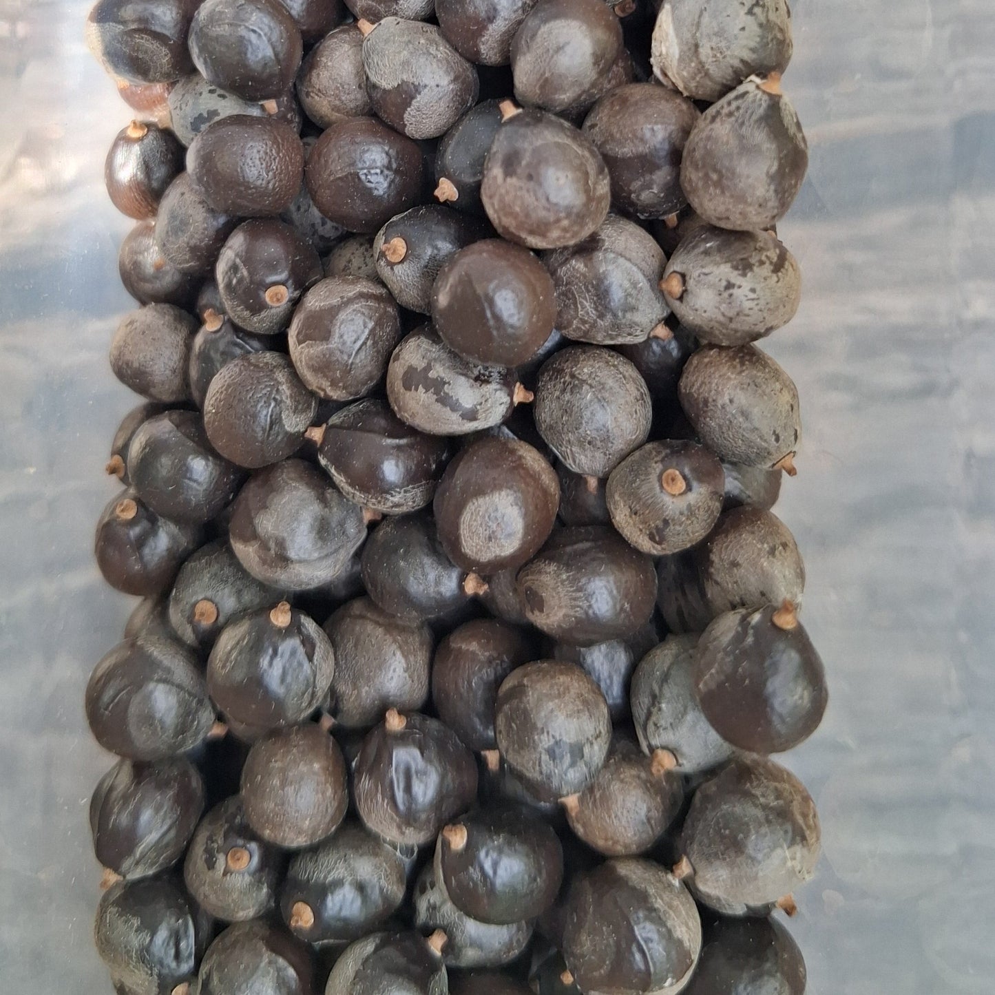 Lot de 10 graines de Savonnier ou Koelreuteria Paniculata ou arbre à lanternes