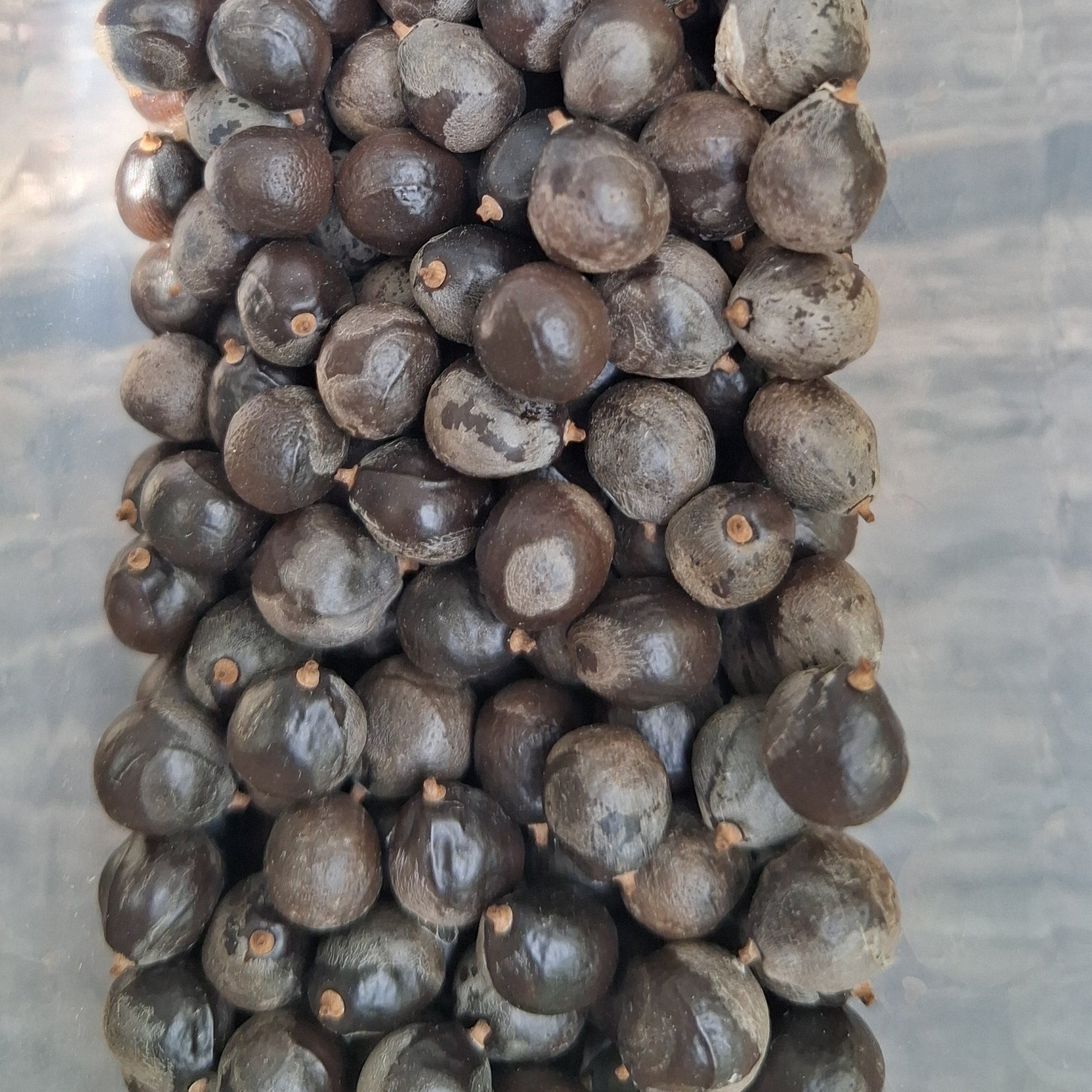 Lot de 10 graines de Savonnier ou Koelreuteria Paniculata ou arbre à lanternes