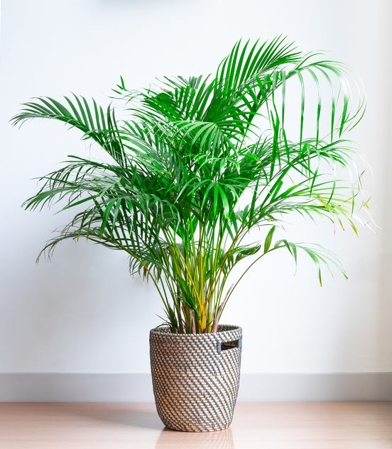 Palmiers d'intérieur - Mélange de graines x 10
