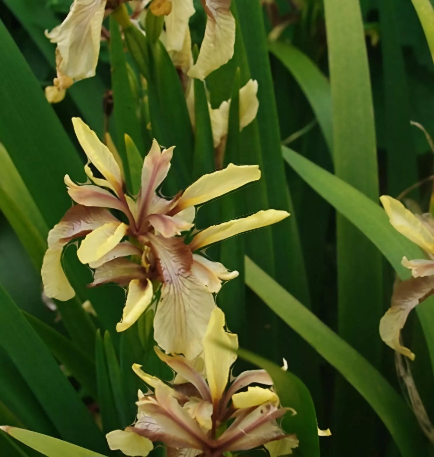 Graines d'iris fétide