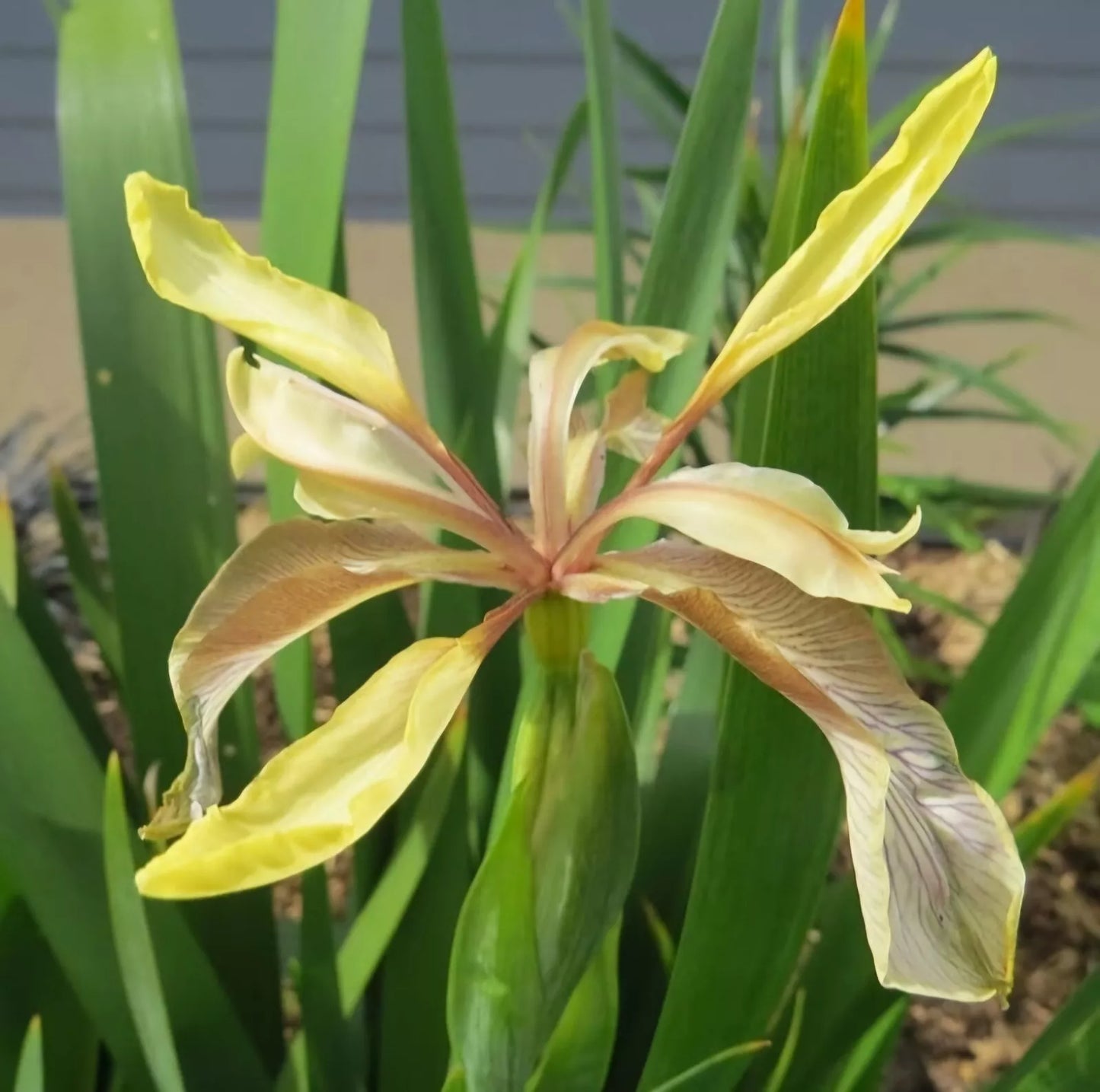 iris foetidissima graines en vrac
