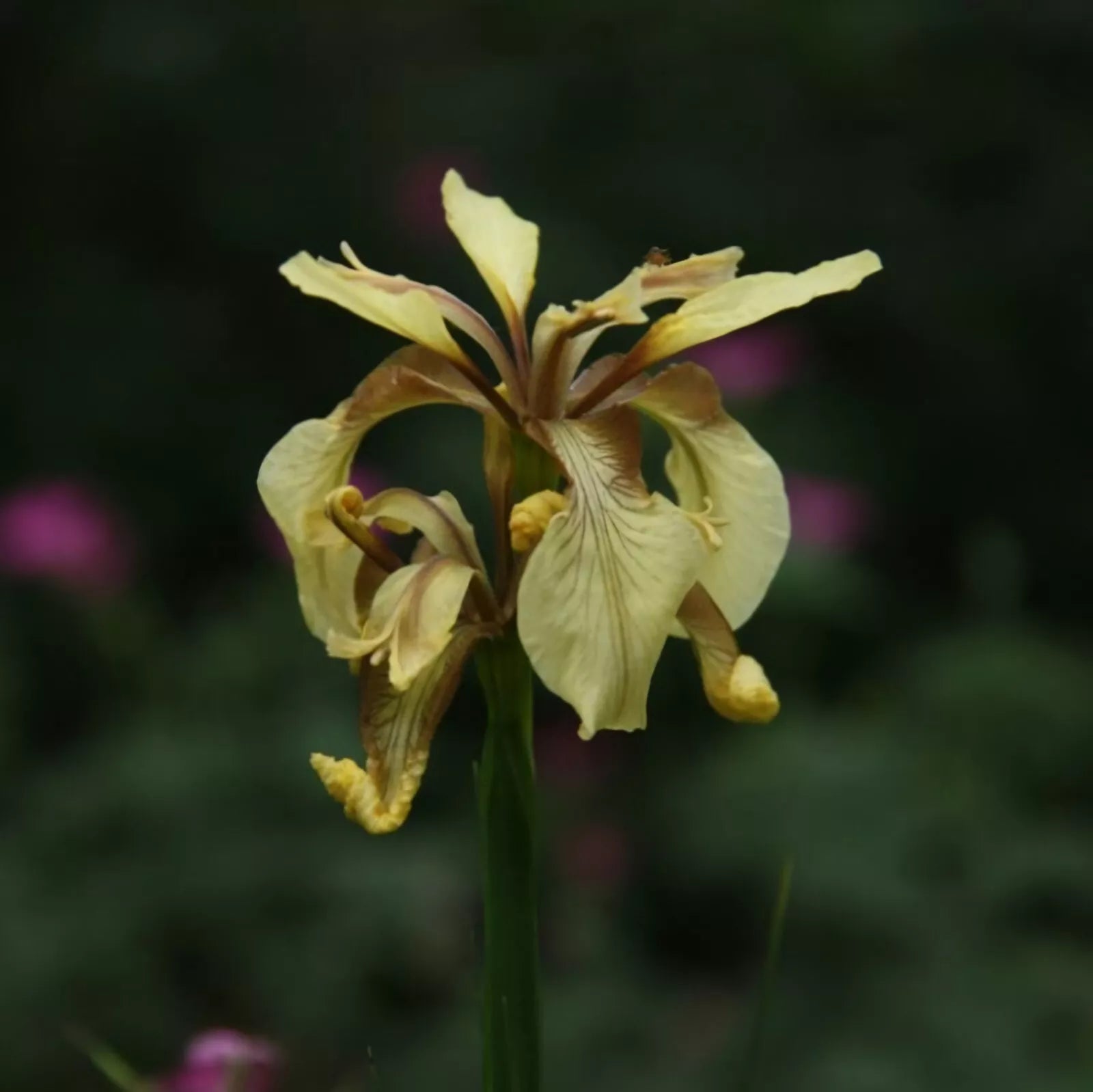 Graines d'iris rare