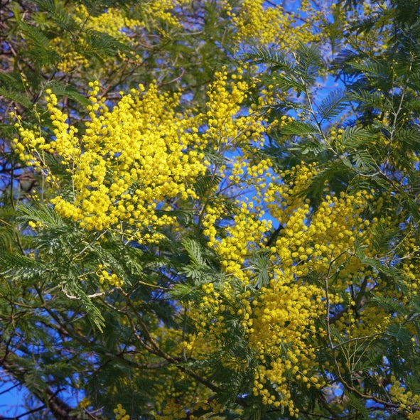 Graines de Mimosa d'hiver