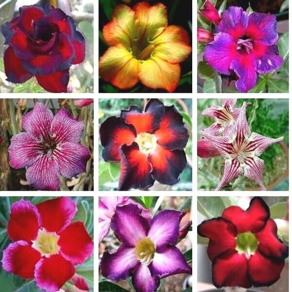 Graines fraîches  Rose du Désert Adenium Obesum MIX de couleurs x 20