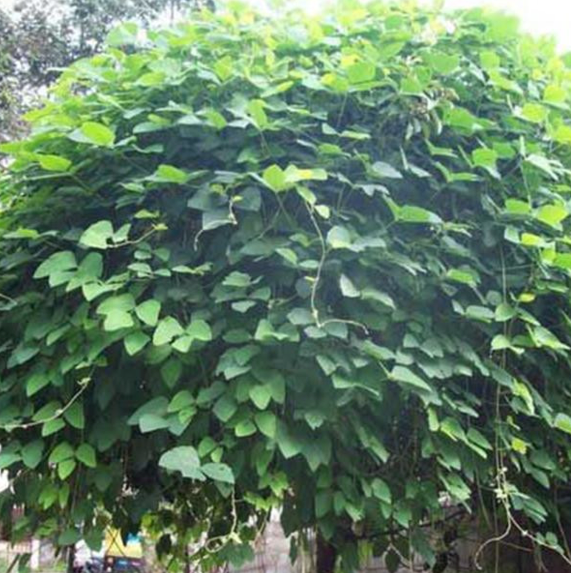 Arbre Mucuna Pruriens