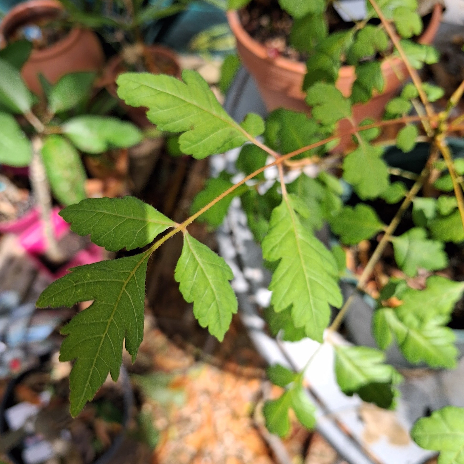 Photo d'un jeune arbre Savonnier ou arbre à lanternes ou Koelreuteria Paniculata