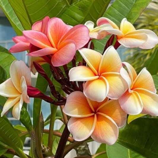 Graines germées de Frangipanier Plumeria Rubra