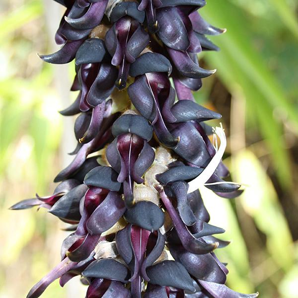 Fleurs de Mucuna Pruriens