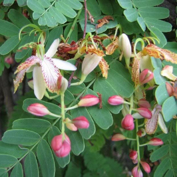 Graines de Tamarindus Indica - Tamarinier x 10