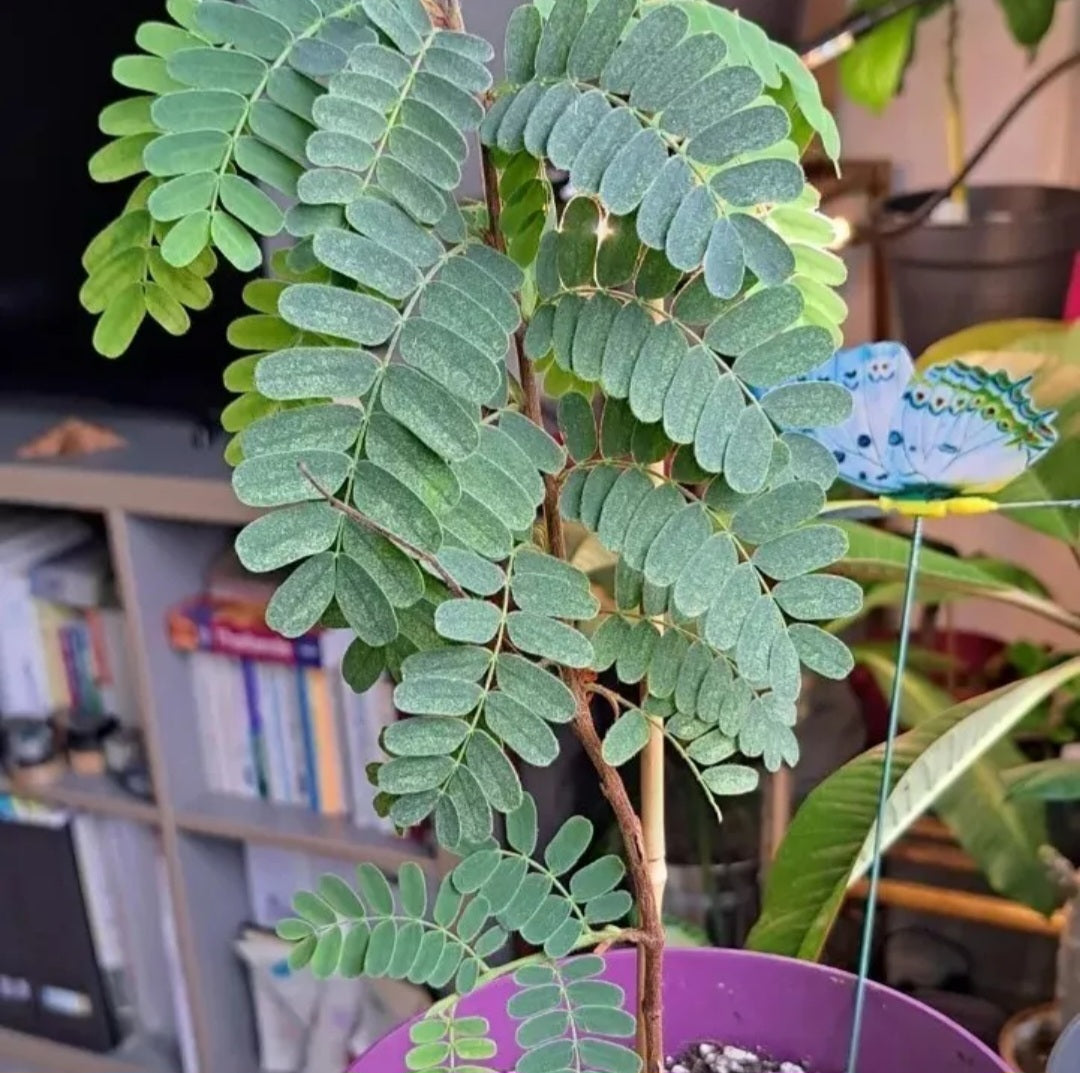 Graines de Tamarindus Indica - Tamarinier x 10